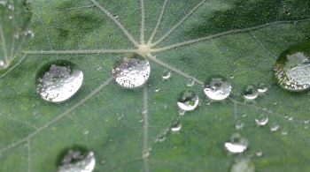 round water droplets caused by surface tension on a leaf round water droplets caused by surface tension on a leaf