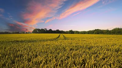 field of wheat field of wheat