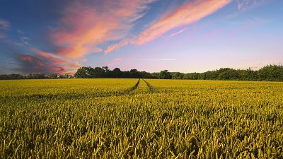 field of wheat